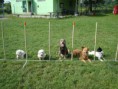 /album/nela-a-agility/agility-17-jpg/