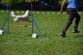 /album/nela-a-agility/agility-20-jpg/